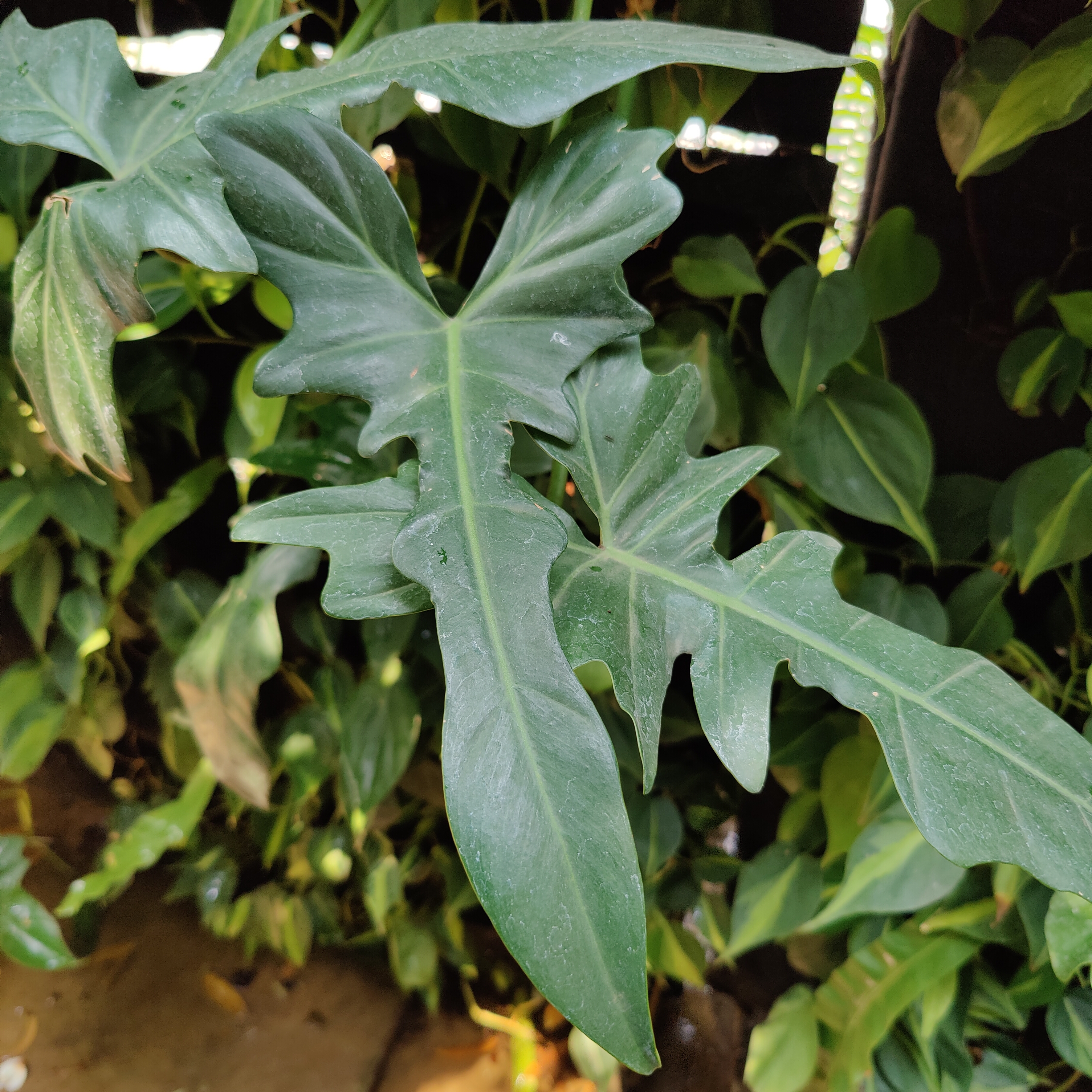 May Flowers Horticulture Installation 106